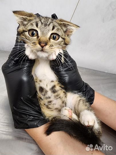 Кошка в дар бесплатно