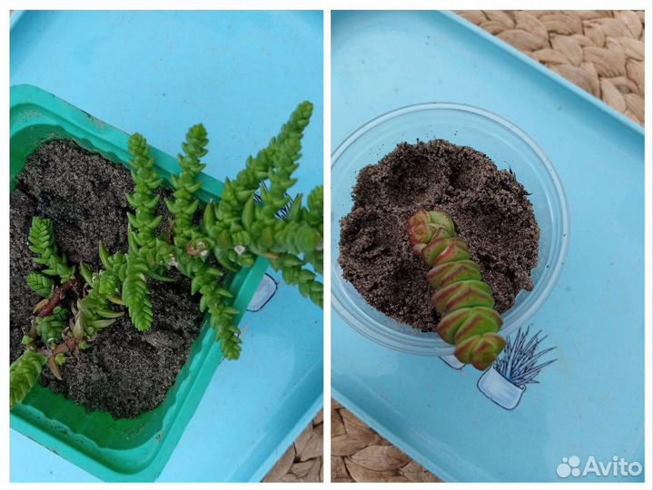 Суккуленты, 2 часть