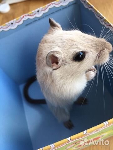 Песчанки разных окрасов и возрастов можно с клетк