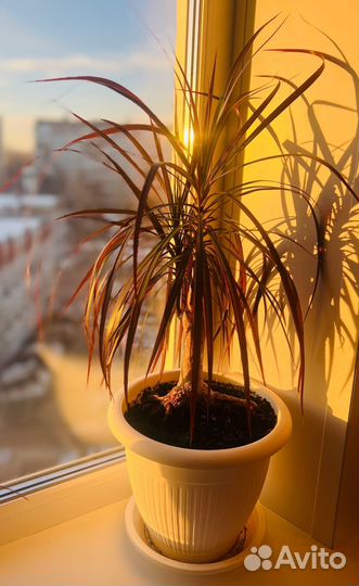 Комнатные цветы