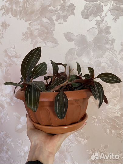 Лудизия(орхидея драгоценная)