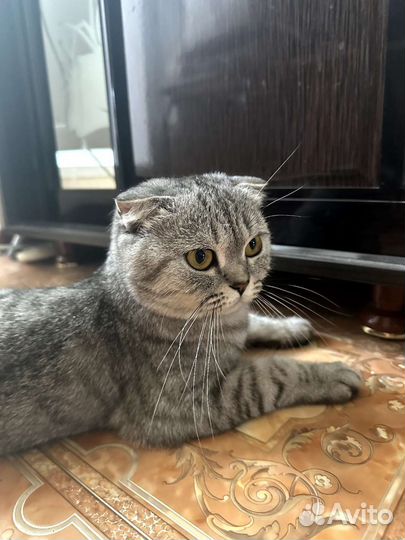 Кошки породистые бесплатно