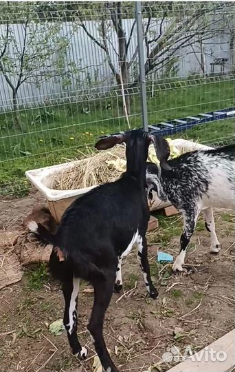 Продам коз