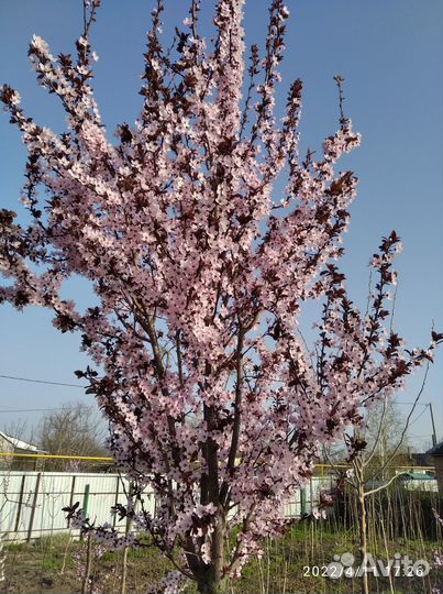 Декоративные растения