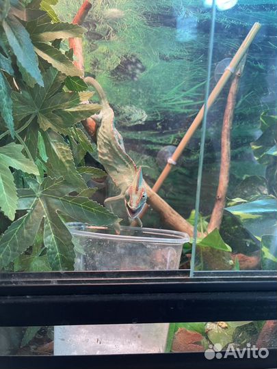 Йеменский хамелеон