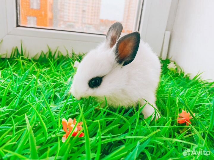 Мини карликовый кролик