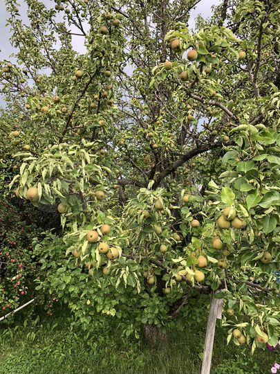 Участок 6,6 сот. (СНТ, ДНП)