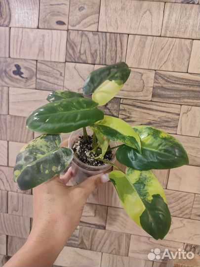 Филодендрон бурле макс вариегатный, веррукозум