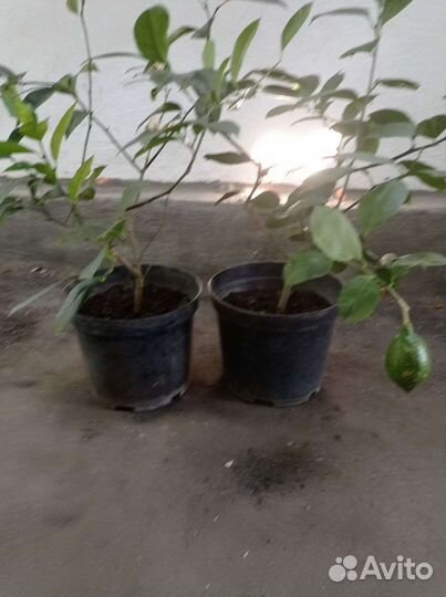 Павловский лимон