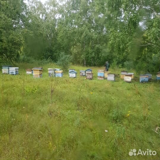 Пчелы пчелопакеты