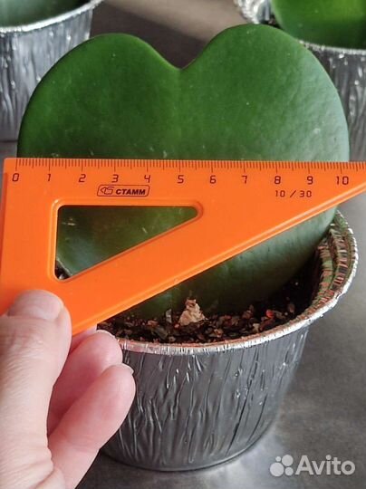 Хойя Керри Валентинка