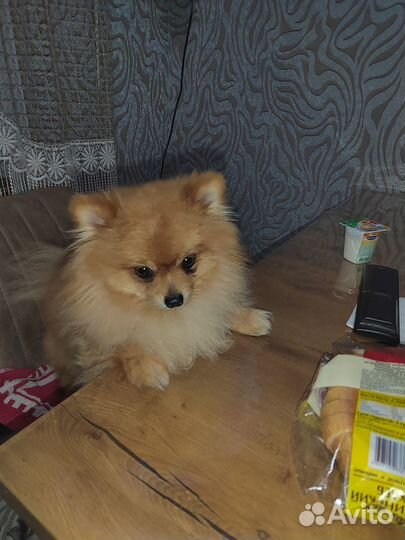 Ишем красавицу, для случки