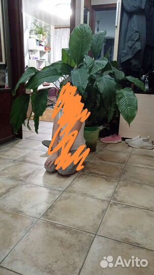 Спатифиллум