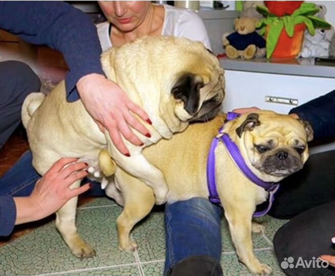 Инструктор по вязке собак Москва и мо,выезд на дом