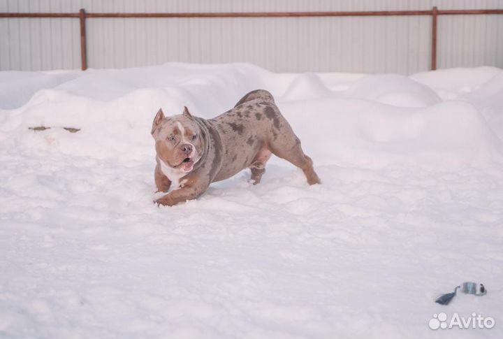 Американский булли вязка