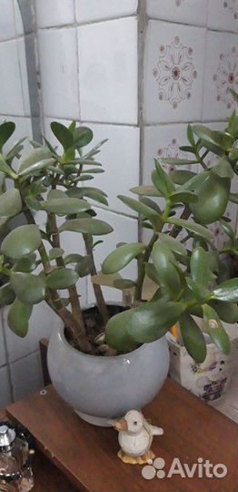 Замиокулькас и другие комнатные цветы