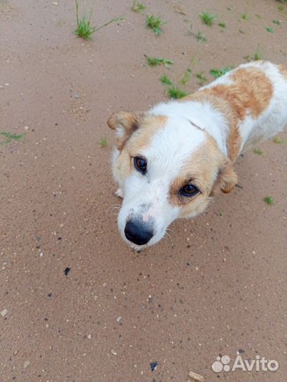 Собака гитлера