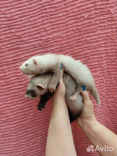 Хорьки. Эксклюзив. Мишки Бу. Доставка