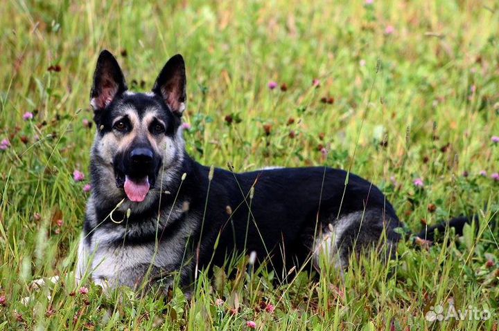 Кобель вео для вязки