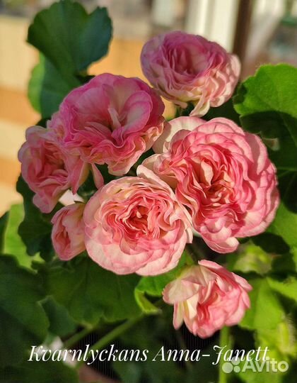 Пеларгония герань