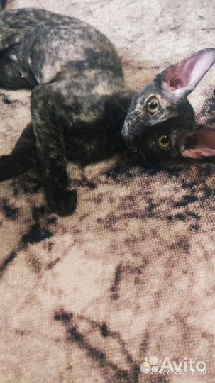 Котята сфинкс велюр