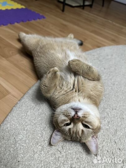 Вязка шотландского кота