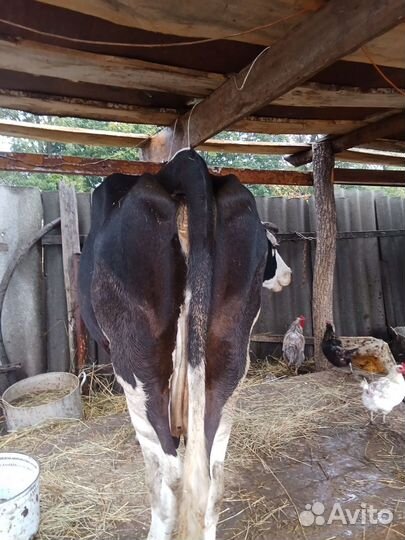 Корова на мясо
