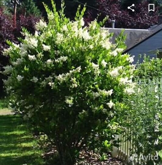 Многолетники