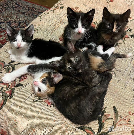 Котята