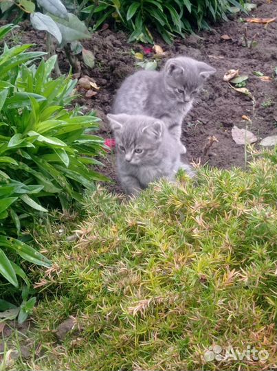 Котята 2.5 месяца в добрые руки