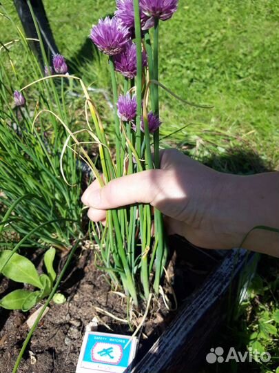 Лук шнитт маленький и большой