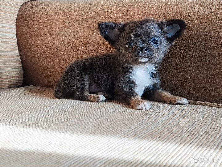 Щенки чихуахуа