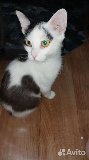 Кошка в дар бесплатно