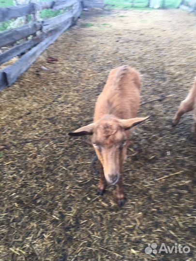 Коза дойная