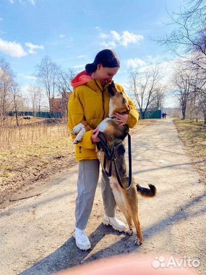 Славный пёс в приюте