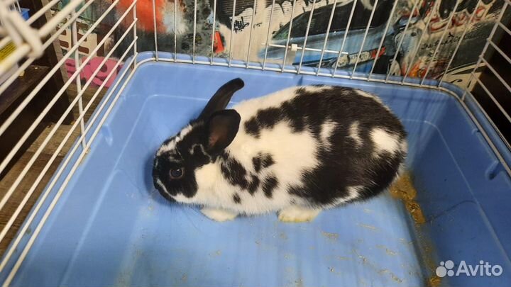 Декоративные кролики