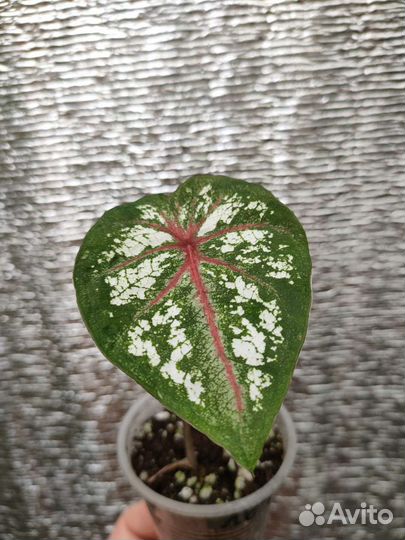 Антуриум хрустальный, Каладиумы, Калатеи