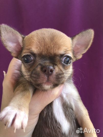 Щенки чихуахуа и взрослые