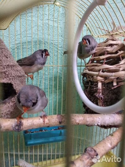 Зебровые амадины