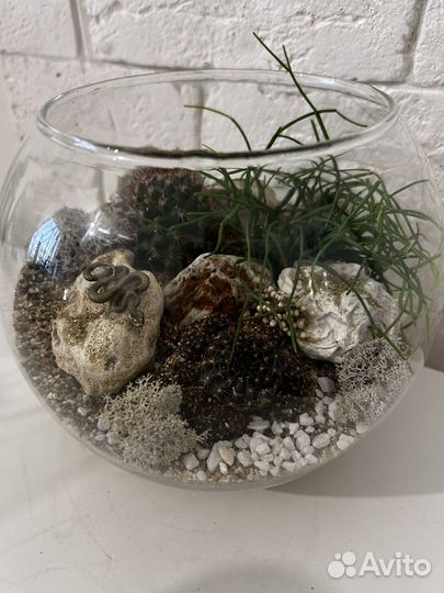 Флорариум, подарок