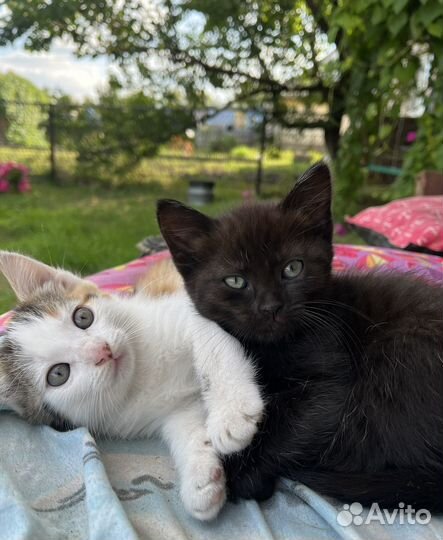 Котята в добрые руки
