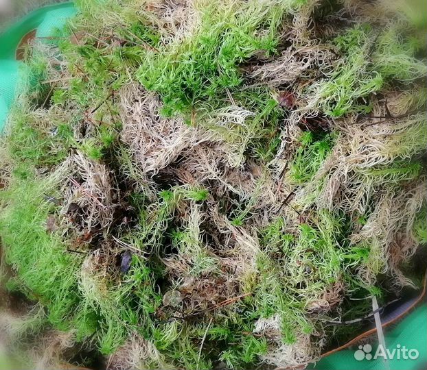 Мох сфагнум живой
