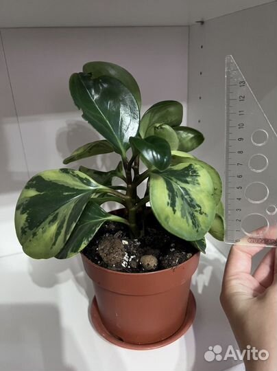 Переромия вариегатная