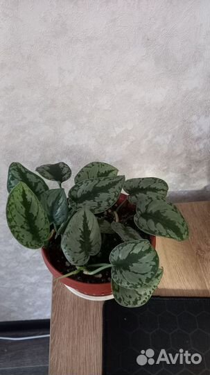 Сциндапсус пиктус