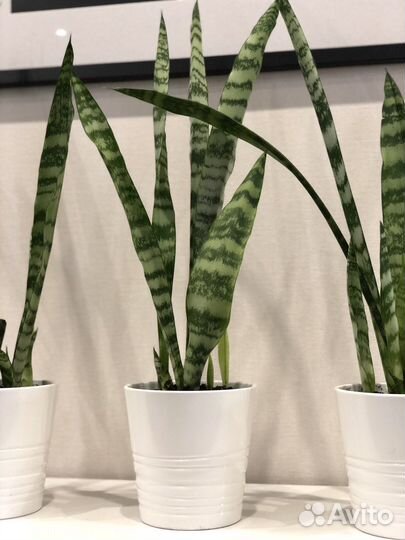 Сансевиерия тещин язык