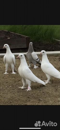 Голуби турецкие такла