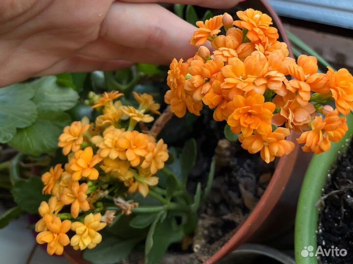 Каланхоэ цветущий