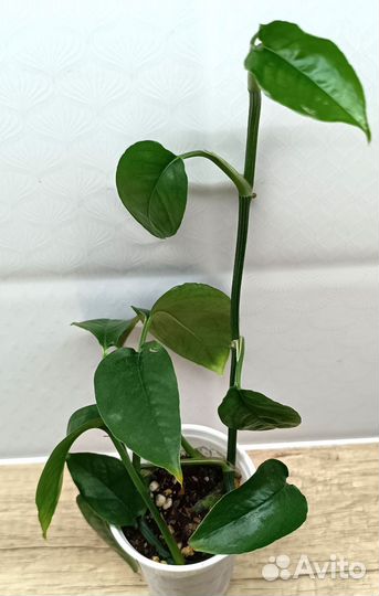 Эпипремнумы, сциндапсусы