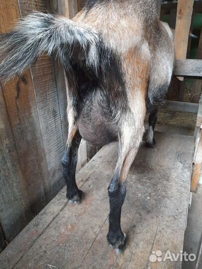 Коза дойная