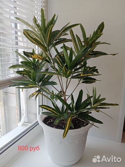 Комнатные растения